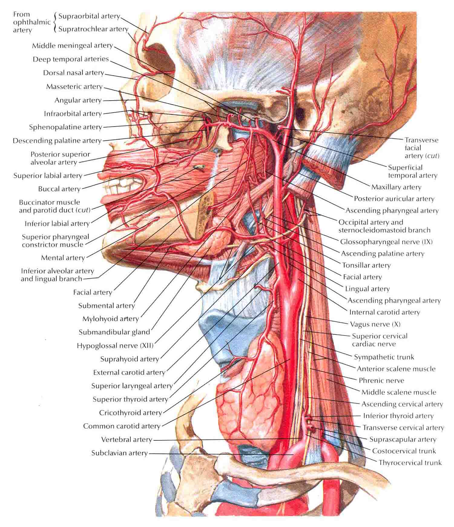 Нерв глотки. Паращитовидные железы атлас Неттер. Щитовидная железа анатомия Неттер. Кровоснабжение гортани анатомия. Строение головы и шеи.