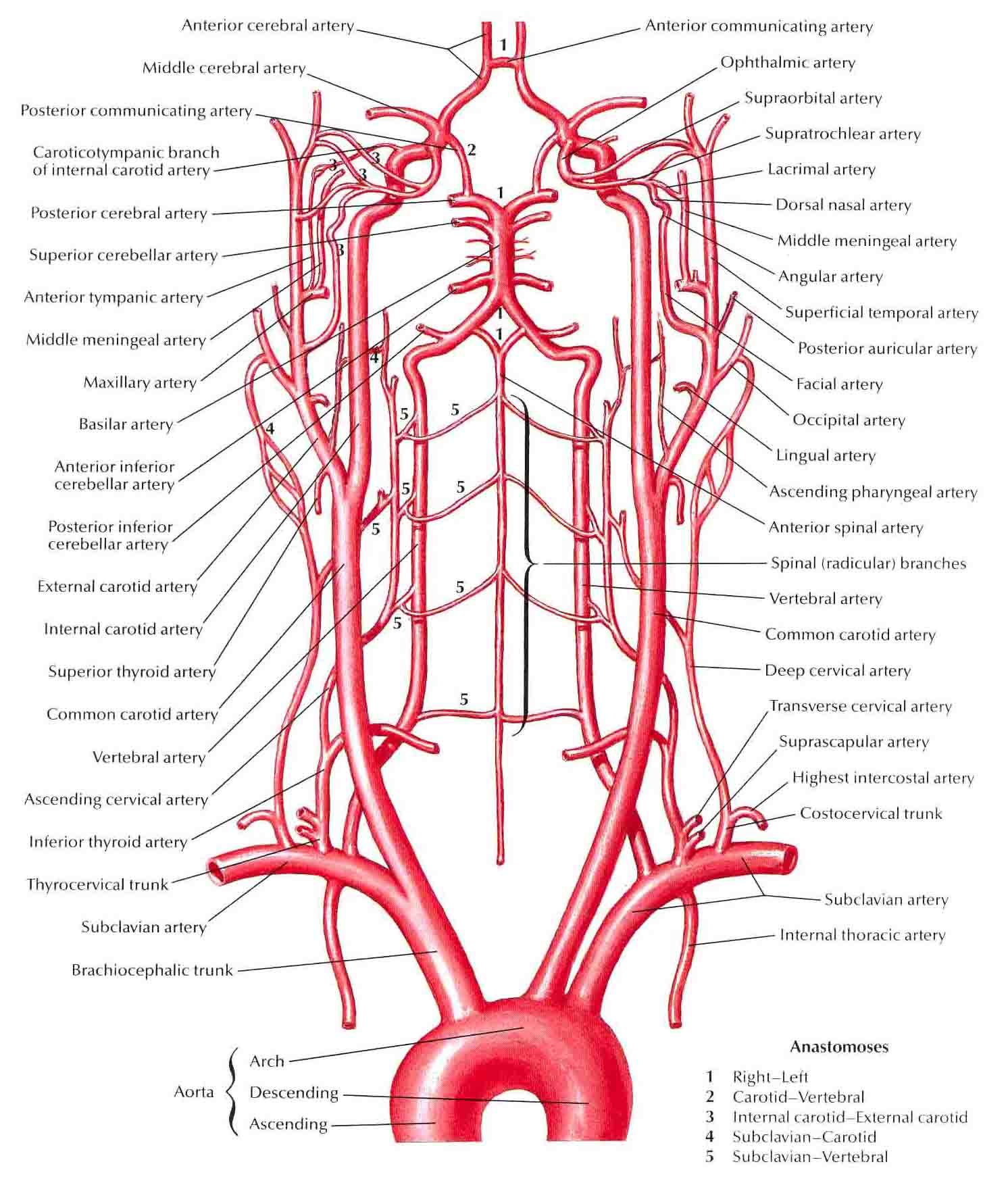 Анатомия сосудов головы. Сосуды шеи и головы анатомия артерии. Внутренняя Сонная артерия анатомия рисунок. Артерии шеи схема.
