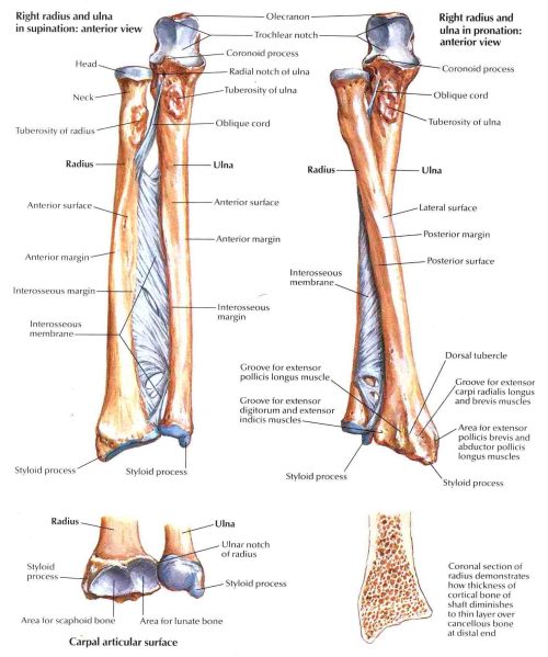 Bones of Forearm | Bedahunmuh's Blog