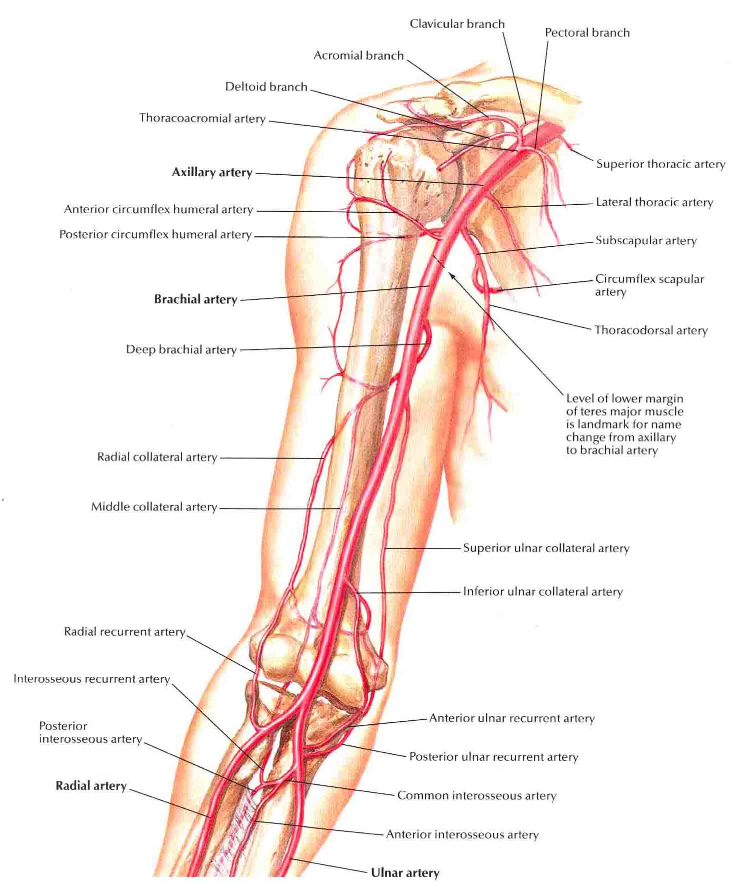 Кровообращение верхней конечности. Топографическая анатомия верхней конечности артерии нервы. Плечо топографическая анатомия нервы и артерии. Ход плечевой артерии топографическая анатомия. Артерии верхней конечности Неттер.