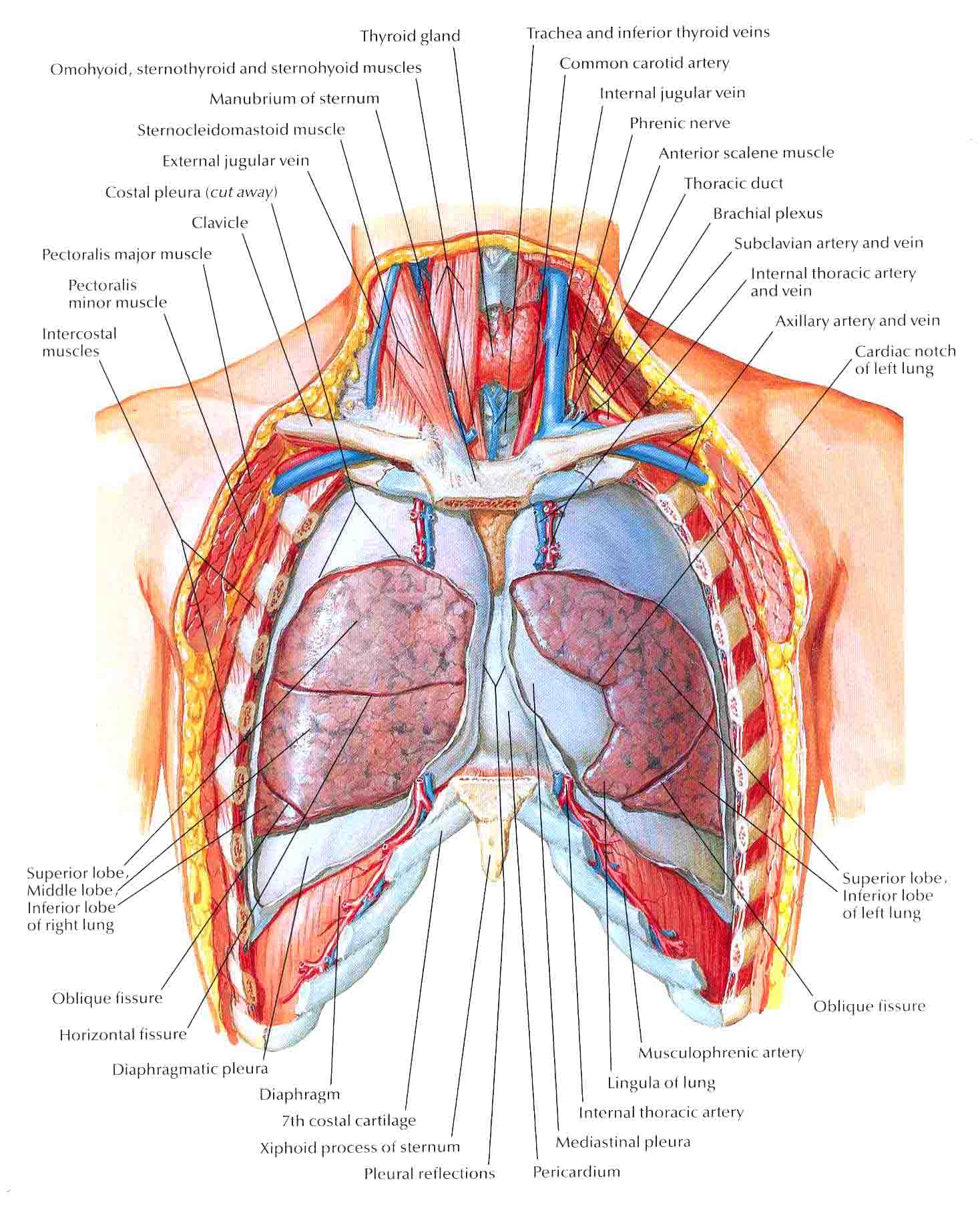 Органы под правой грудью. Грудная клетка человека строение анатомия с органами. Средостение атлас Неттера. Анатомический атлас грудной клетки. Атлас Неттера грудная клетка.
