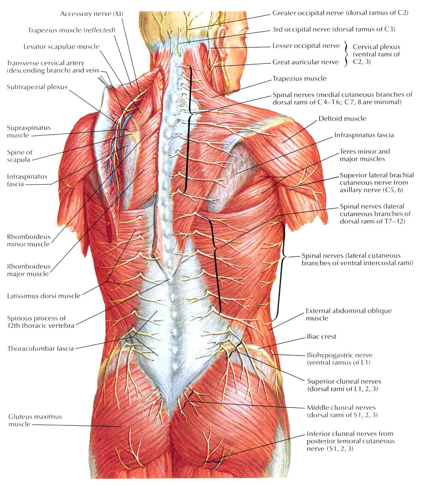 Строение человека внутренние со спины. Миология мышцы спины анатомия. Иннервация мышц спины анатомия. Мышцы спины анатомический атлас.