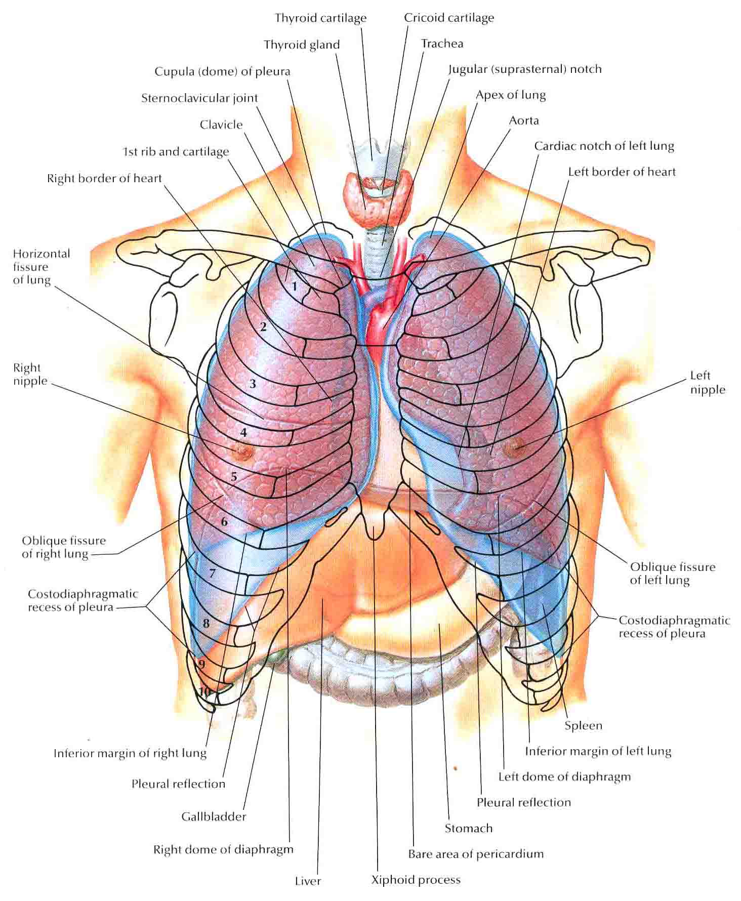 Органы под правой грудью. Атлас Неттера грудная клетка. Анатомия грудной клетки Неттер. Топография легких топографическая анатомия. Анатомия сердца атлас Неттера.